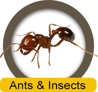 Ants & Insects Removal