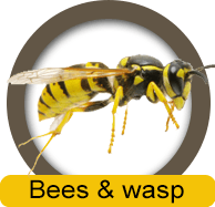 Bees & Wasp Removal