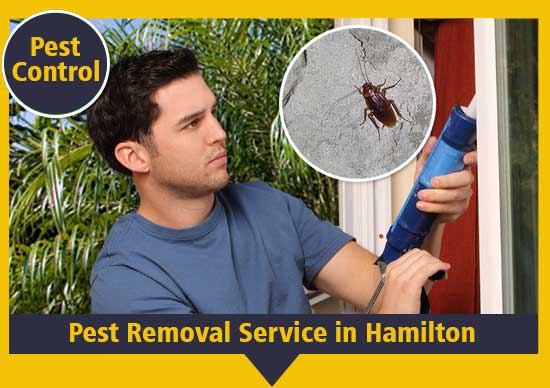 Pest Removal Services in Hamilton