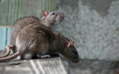 How To Prevent & Deter Rats Away From A Property?
